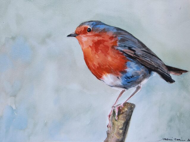Pettirosso